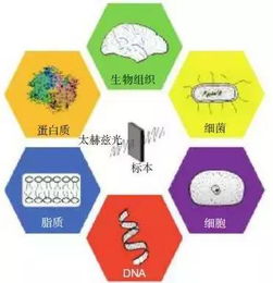 太赫兹技术在医学科学中的前沿应用与研究进展