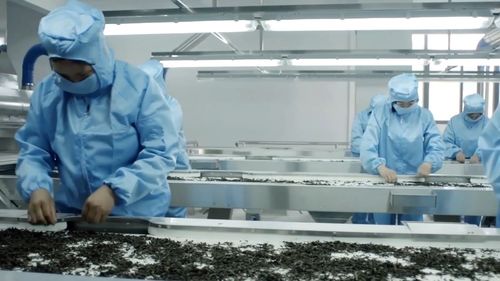 医研探绿 武夷山生态茶园中的绿色发展与健康启示