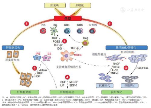 细胞治疗终末期肝病的基础与临床研究进展 王福生团队的贡献与展望